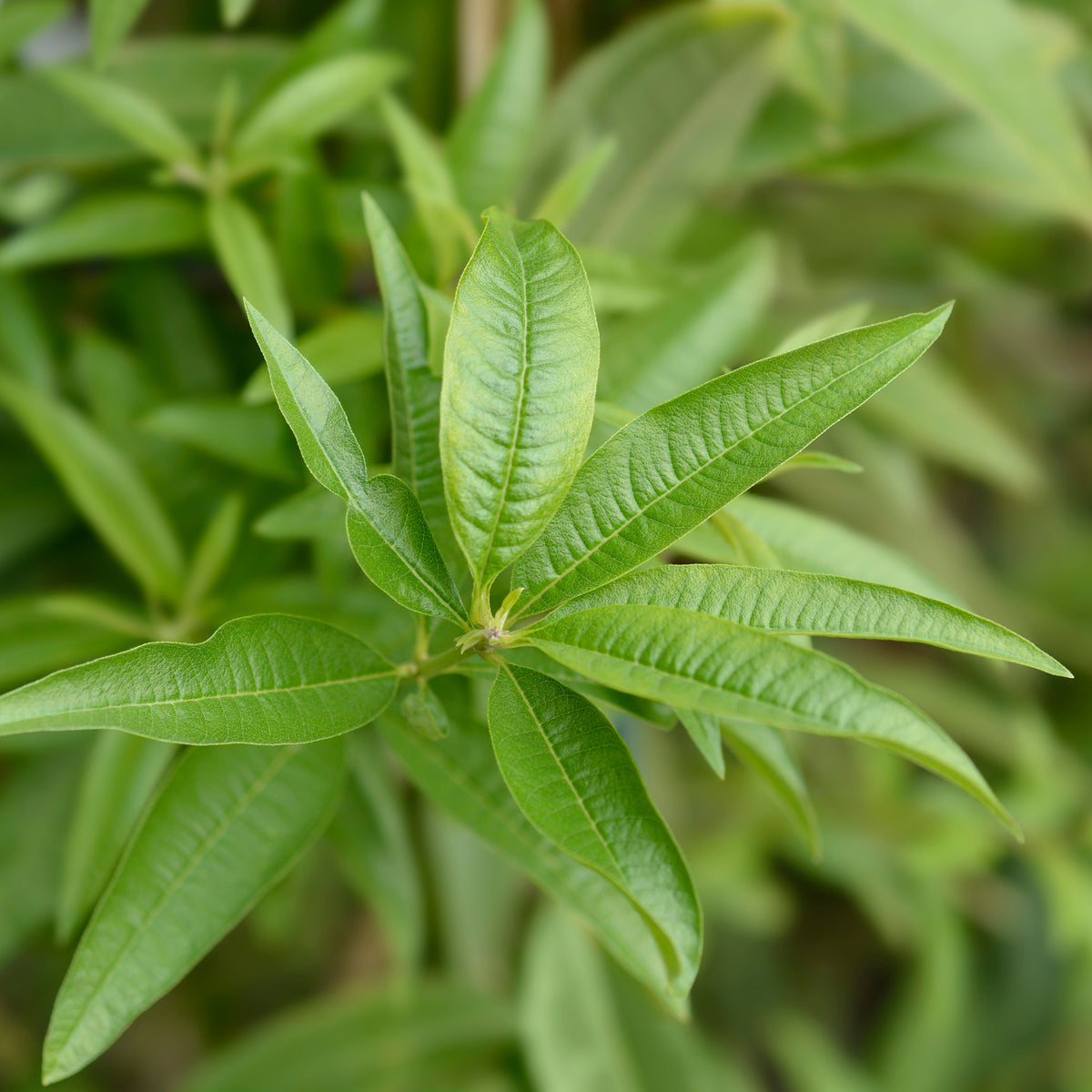 Aloysia citrodora - Verveine citronnelle - Plantes vivaces aromatiques