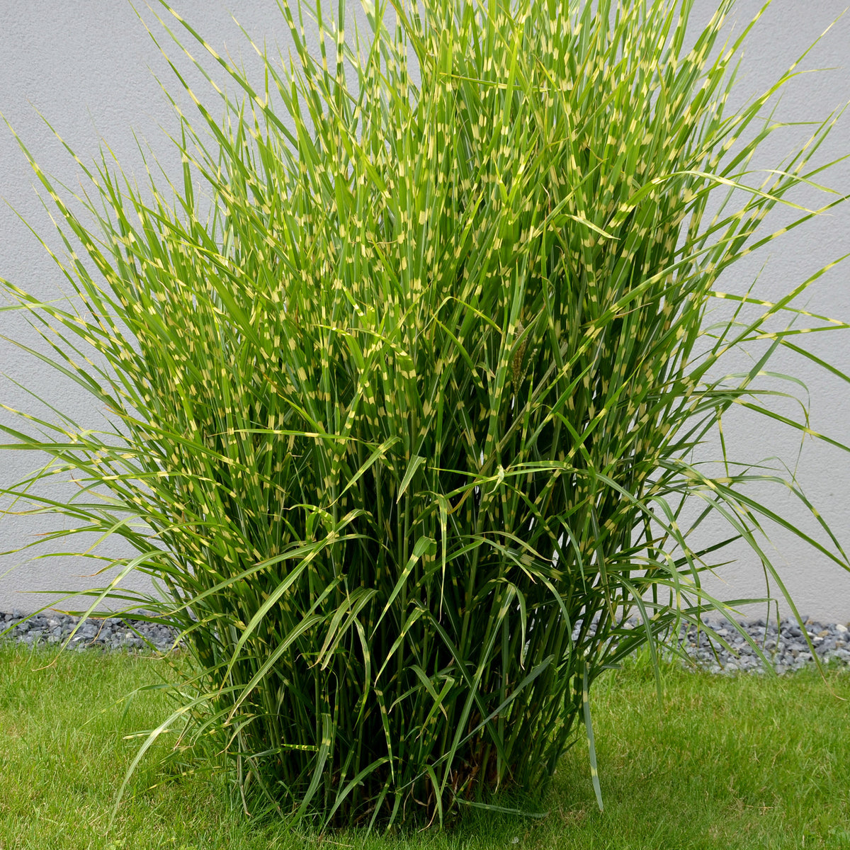 Eulalie Strictus - Miscanthus sinensis strictus - Willemse