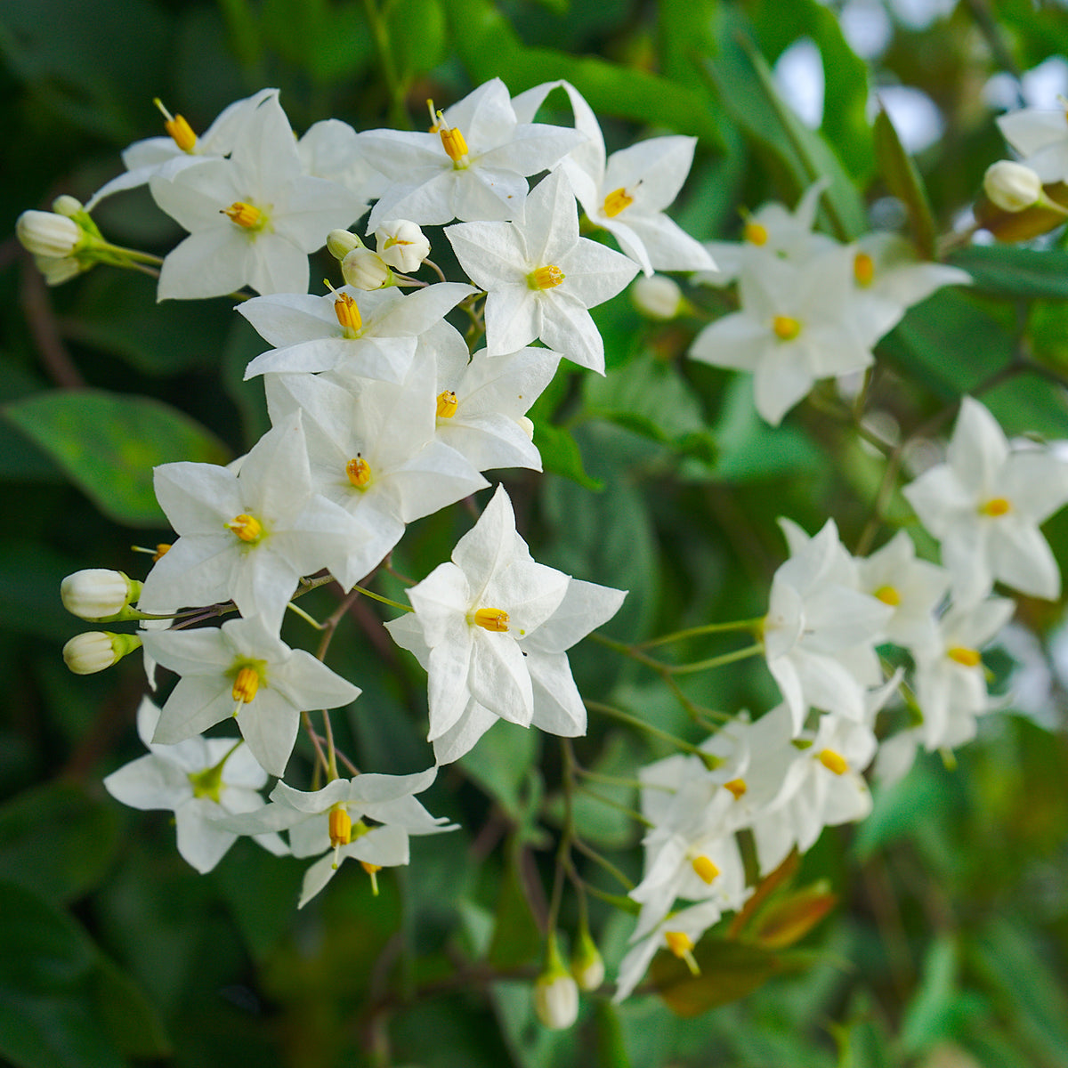 Morelle faux-jasmin - Solanum jasminoides - Willemse