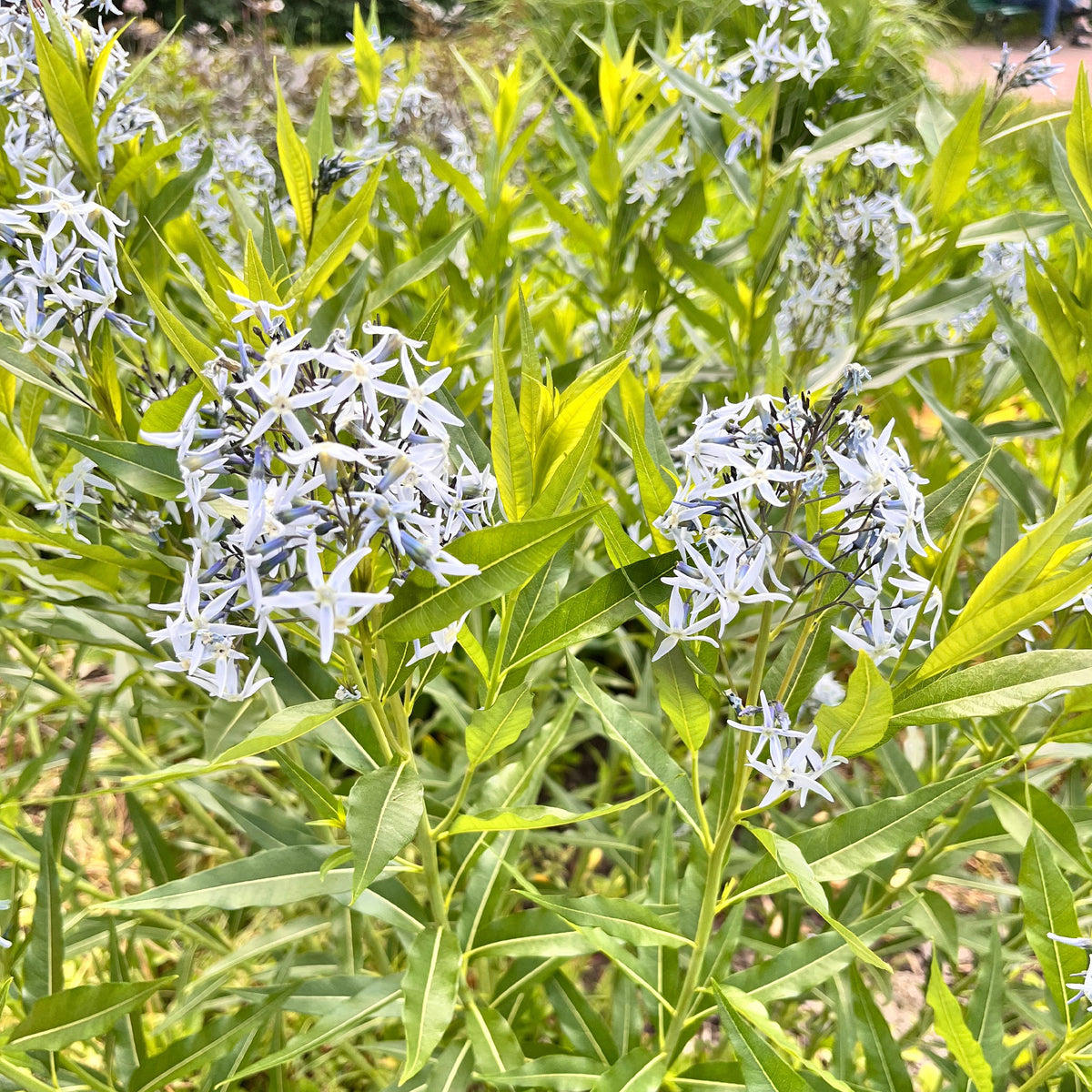 Étoile bleue à feuille de saule - Willemse