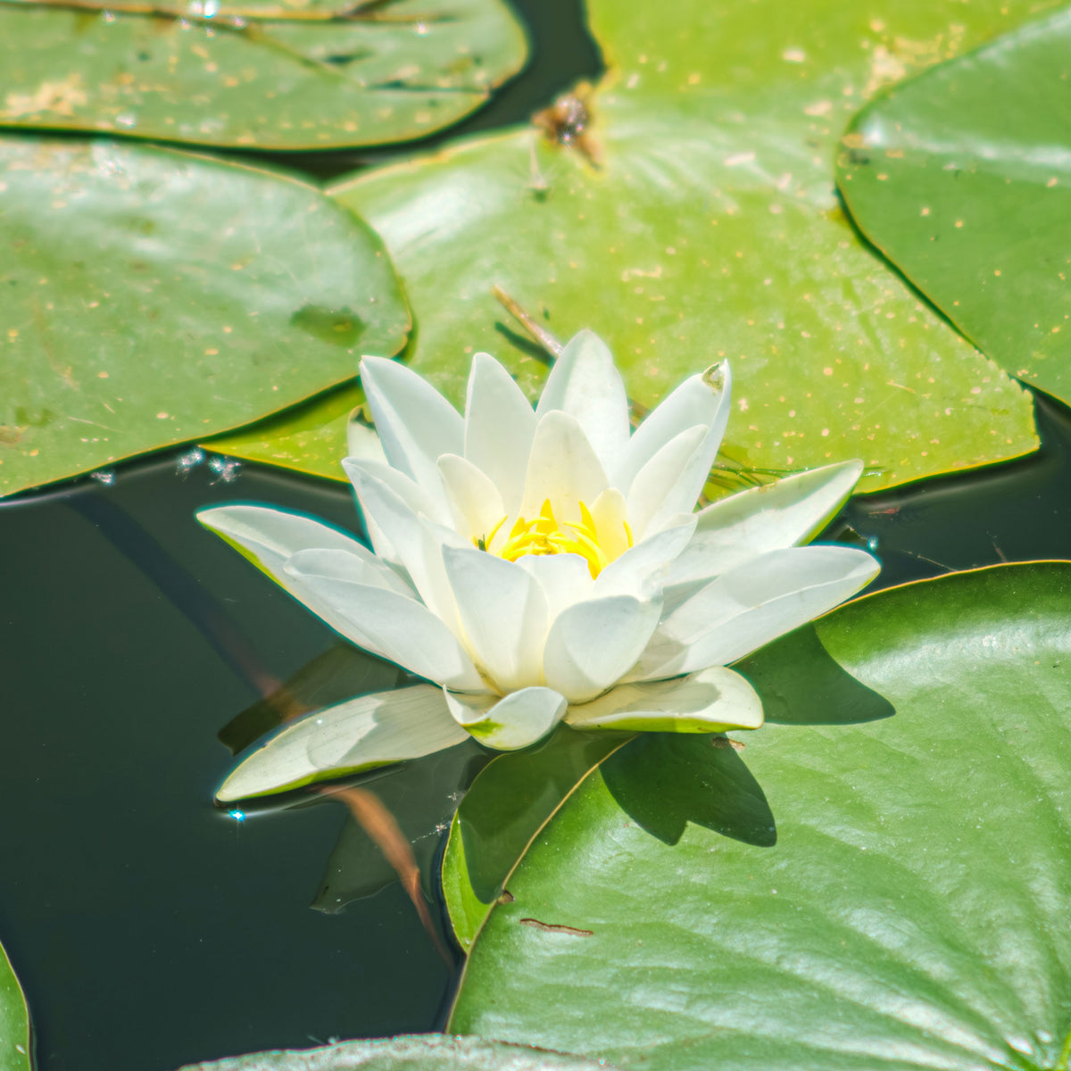 Nénuphar Gladstoniana - Nymphaea gladstoniana - Willemse
