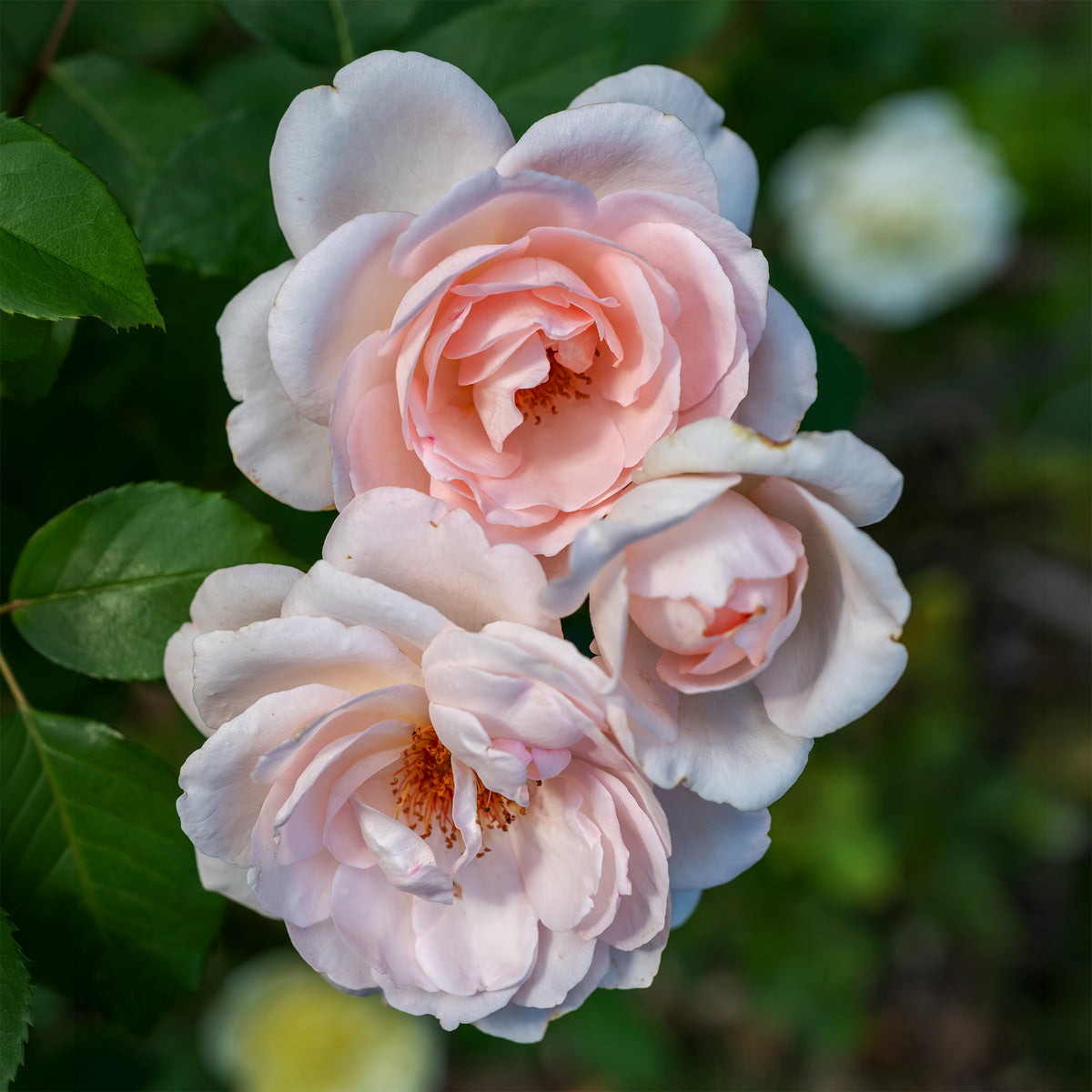 Rosier Clair™Renaissance ® - Rosa clair™renaissance ® - Willemse