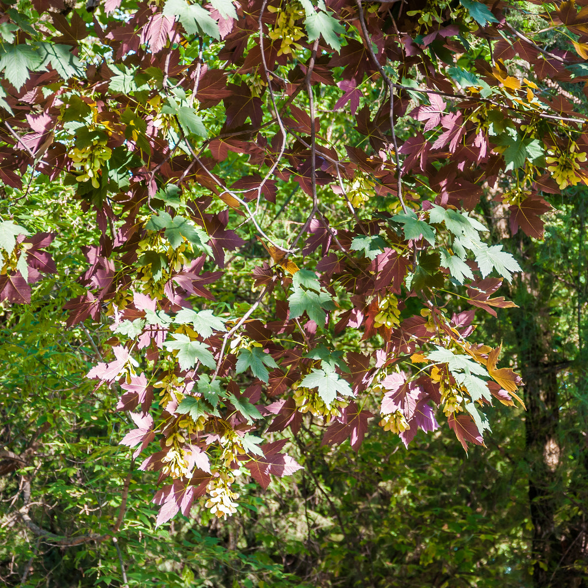 Erable sycomore Atropurpureum - Acer pseudoplatanus Atropurpureum - Willemse
