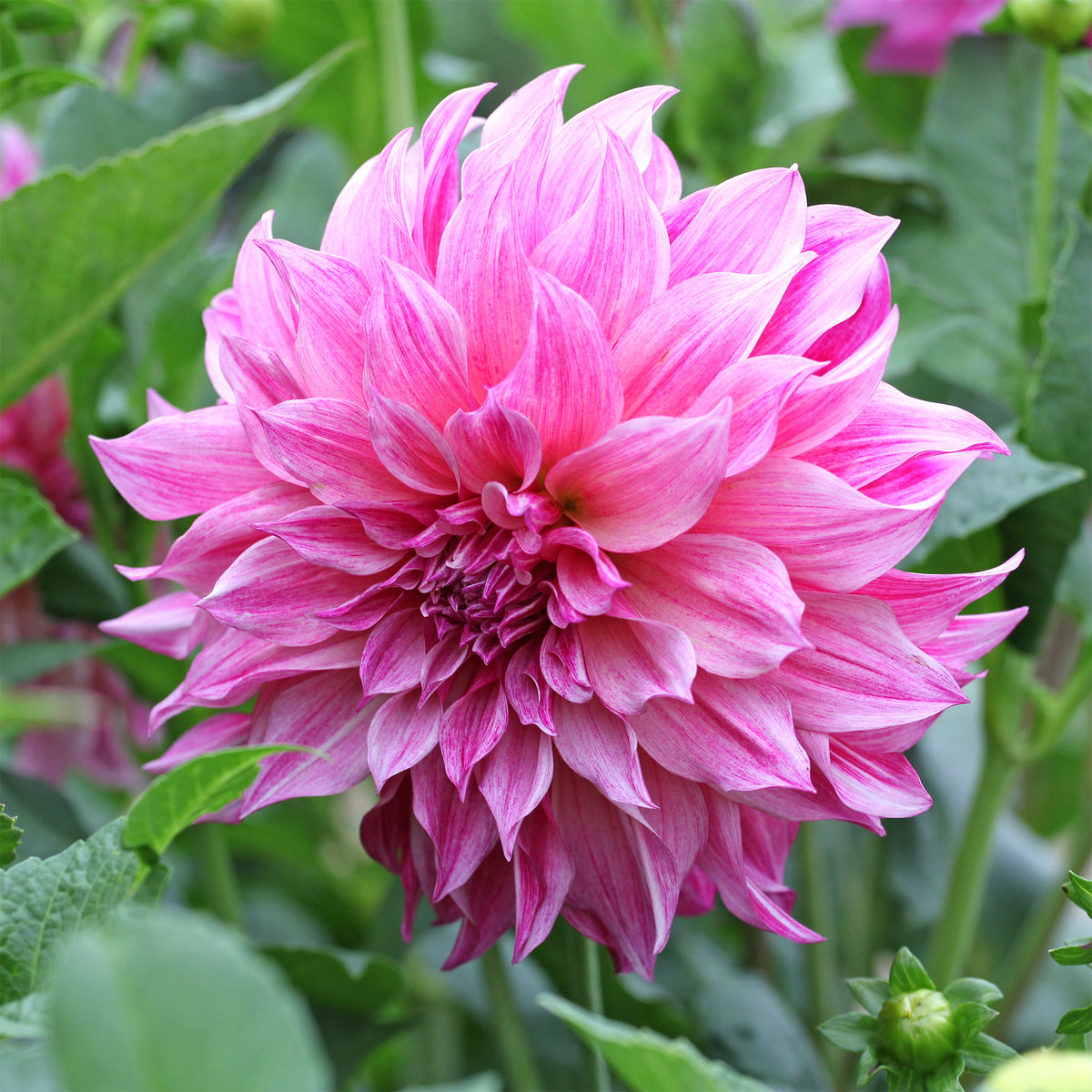 Dahlia géant Café au Lait Rose - Dahlia Café au Lait Rose - Willemse