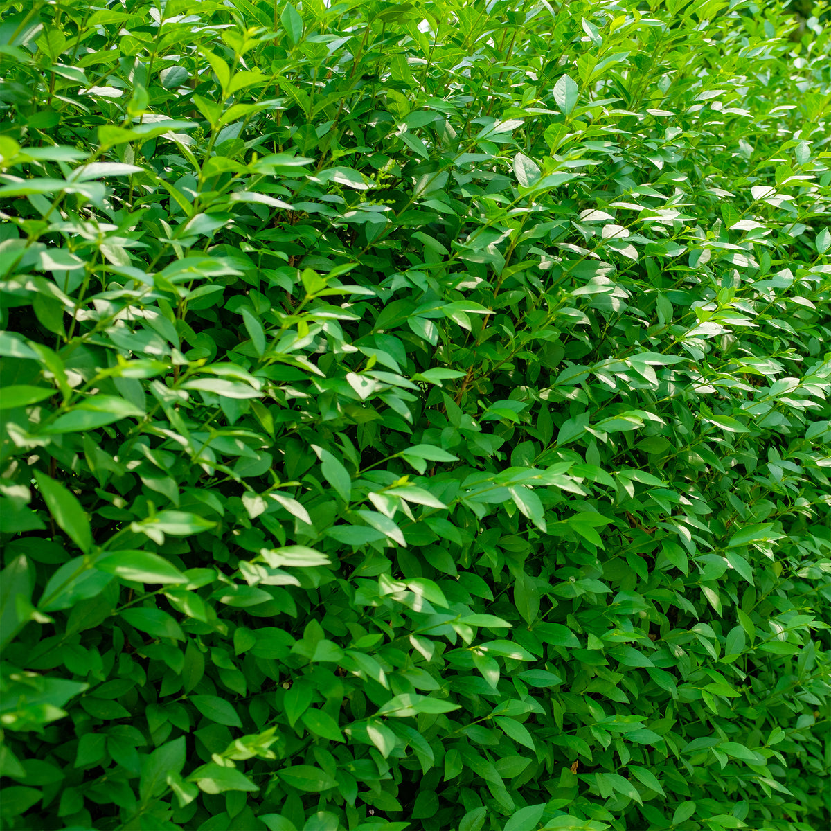 Troène commun Atrovirens - Ligustrum vulgare Atrovirens - Willemse