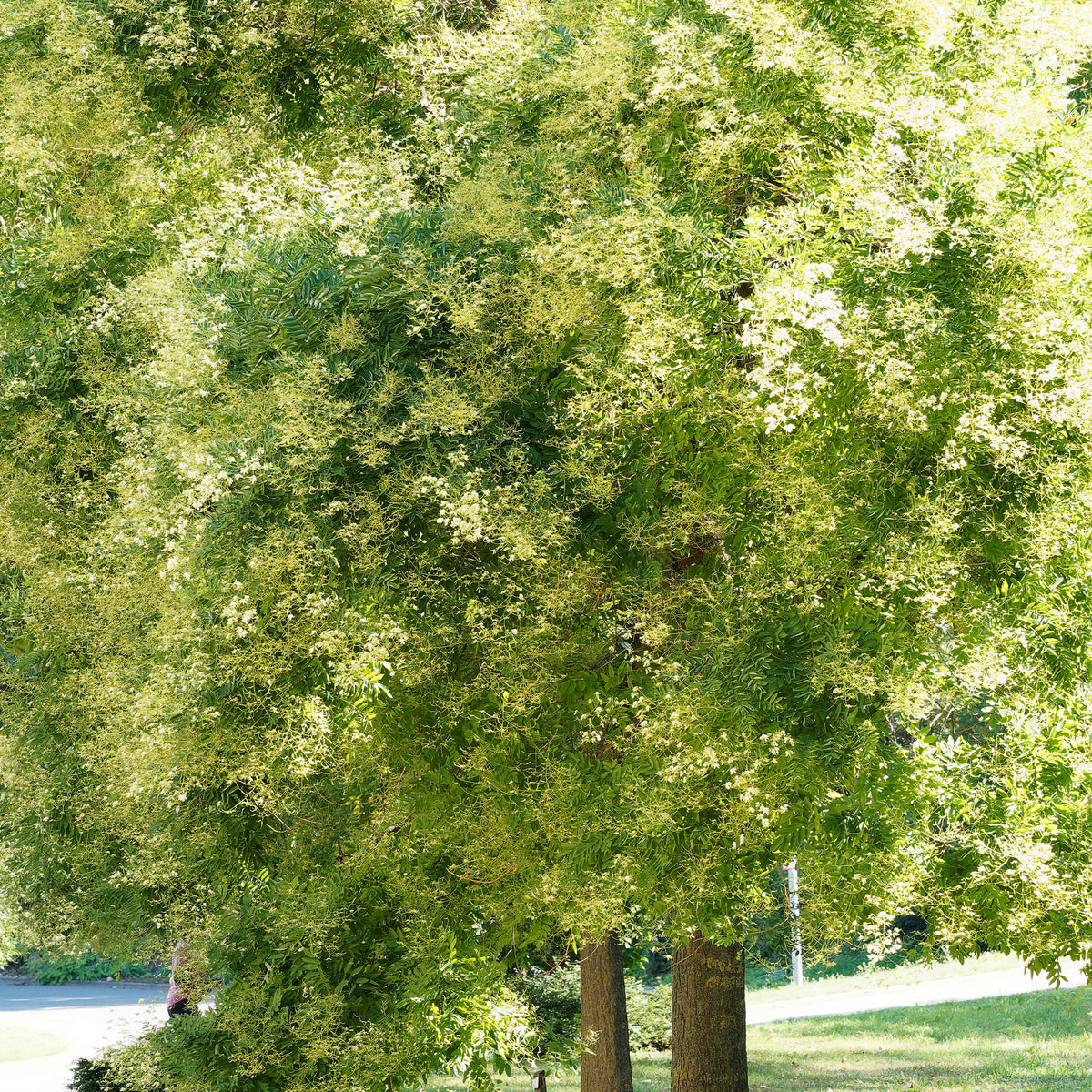 Sophora du Japon - Sophora japonica - Willemse