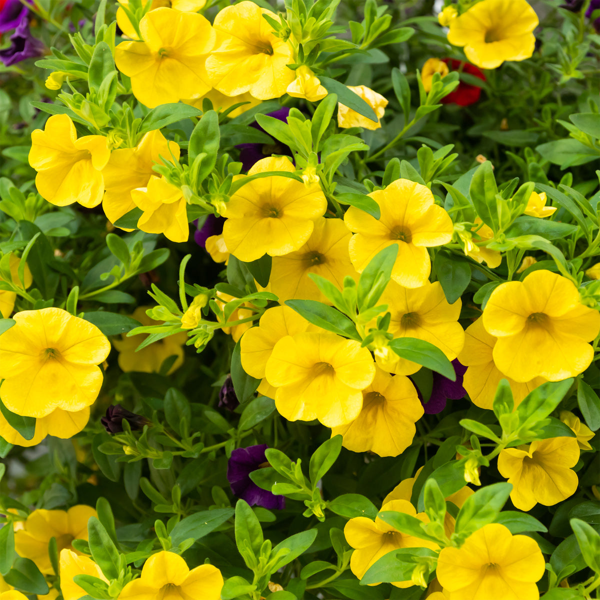 Mini-pétunia jaunes - Calibrachoa hybride yellow - Willemse