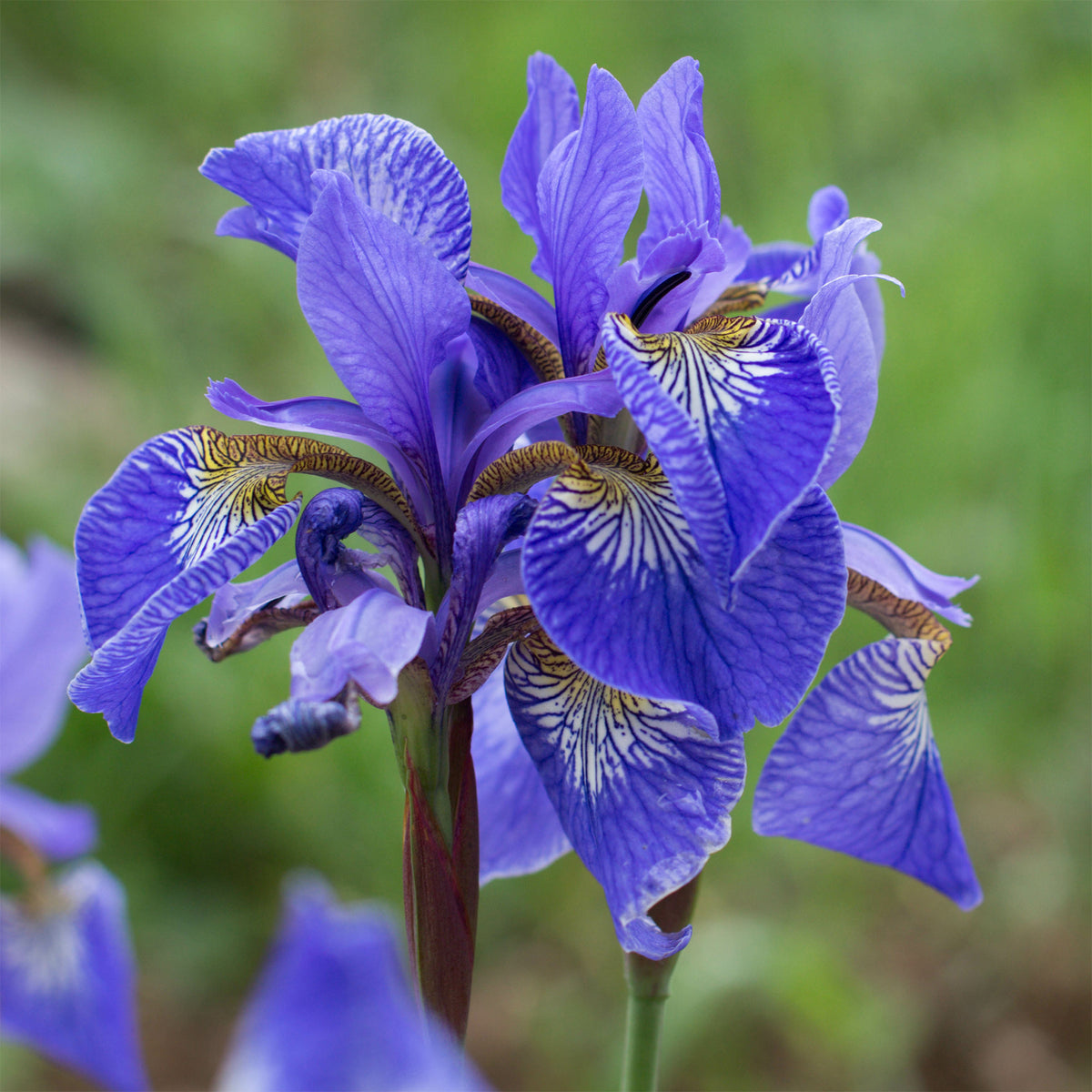 Iris des marais à fleurs bleues - Iris pseudacorus Blue - Willemse