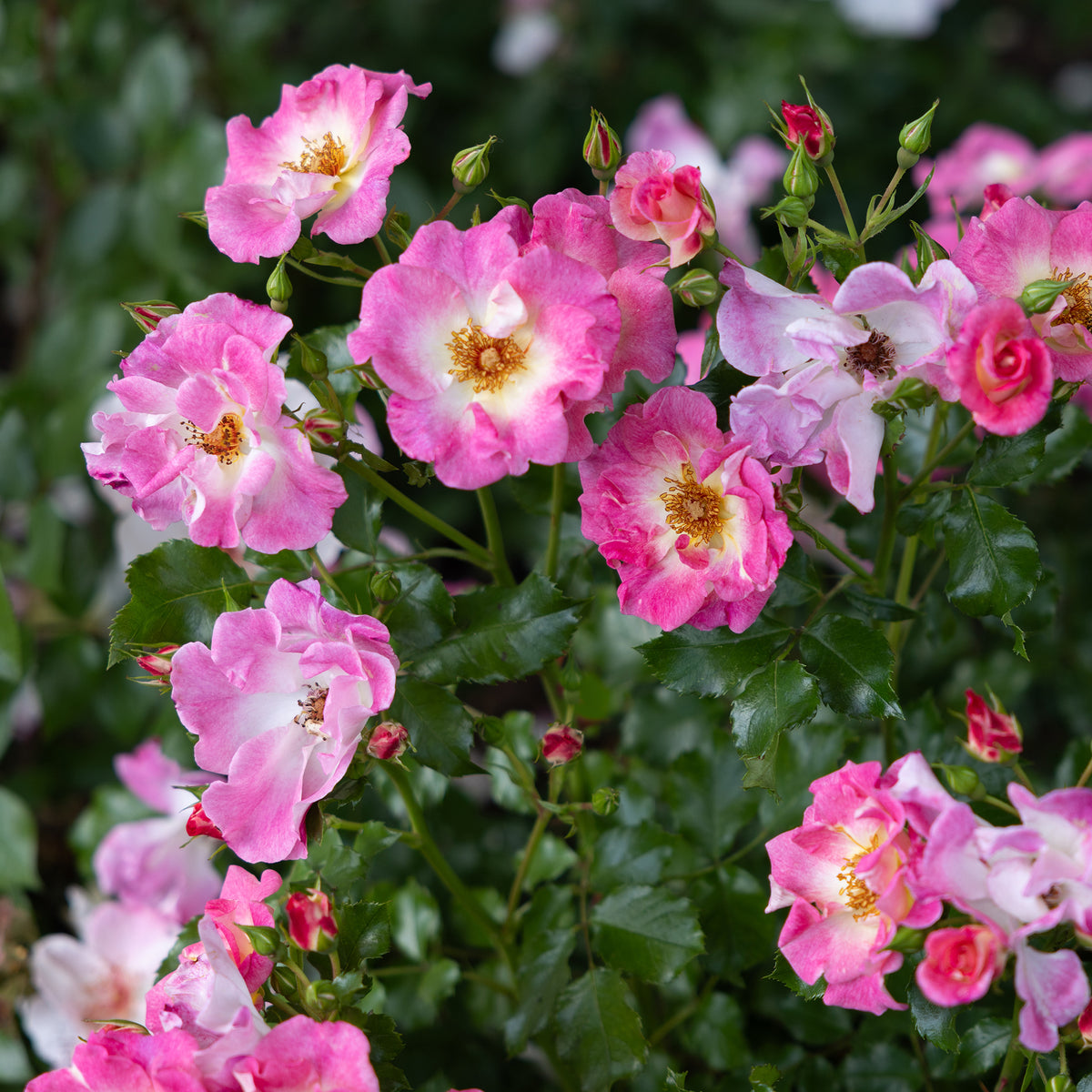 Rosier liane American Pillar - Rosa wichuraiana American Pillar - Willemse