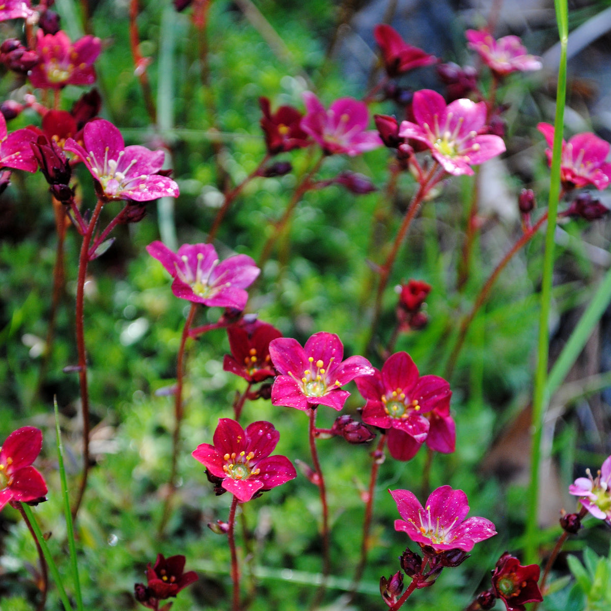 Saxifrage mousse Purpurteppich - Willemse