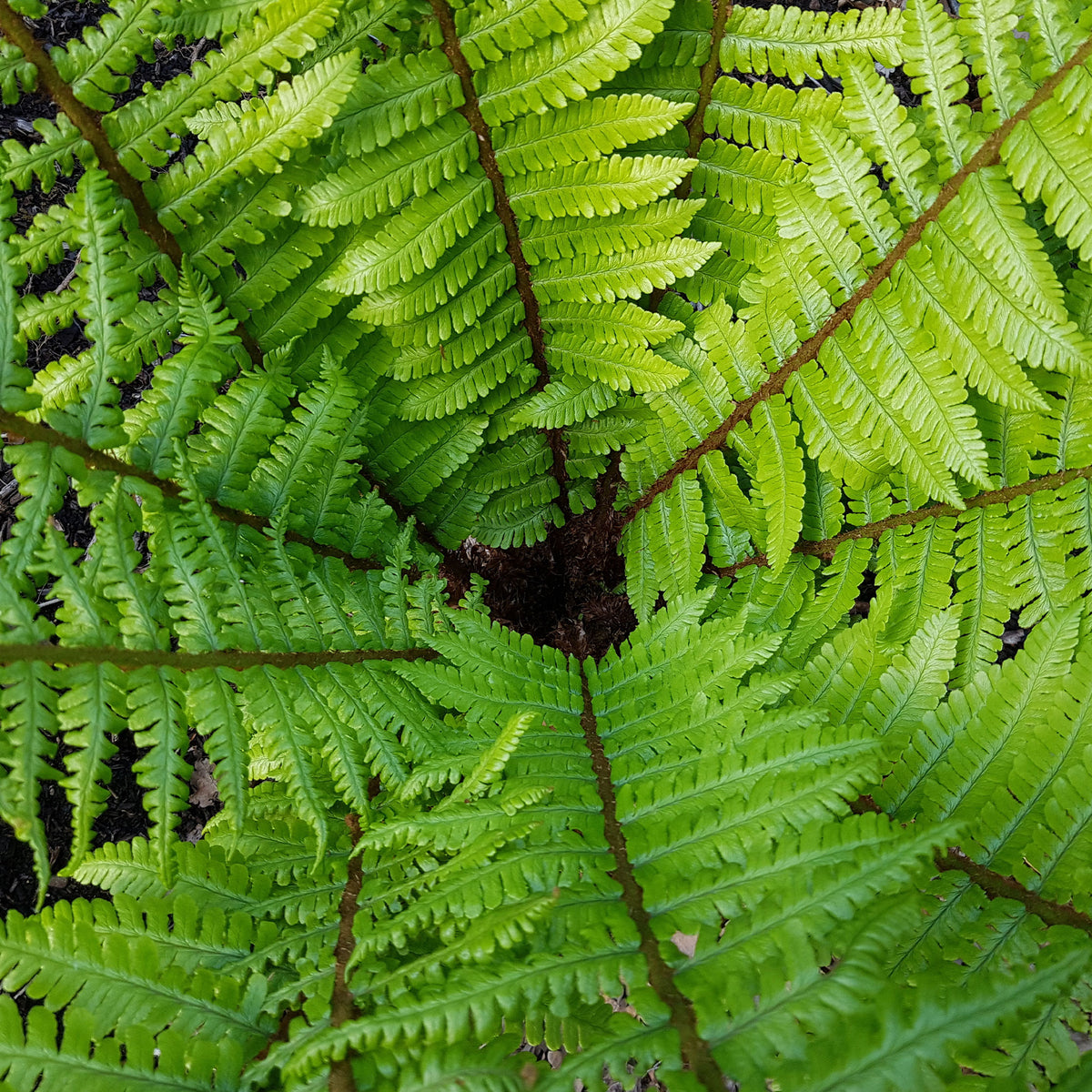 Fougère à écailles dorées - Dryopteris wallichiana - Willemse