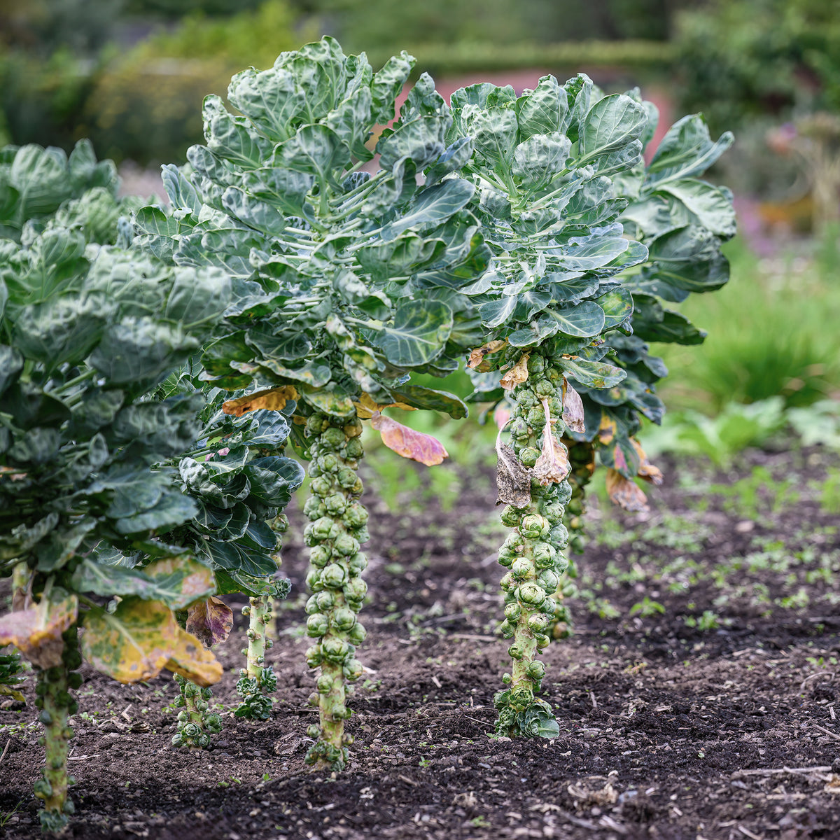 Chou de Bruxelles Bright F1 - Brassica oleracea gemmifera Bright F1 - Willemse