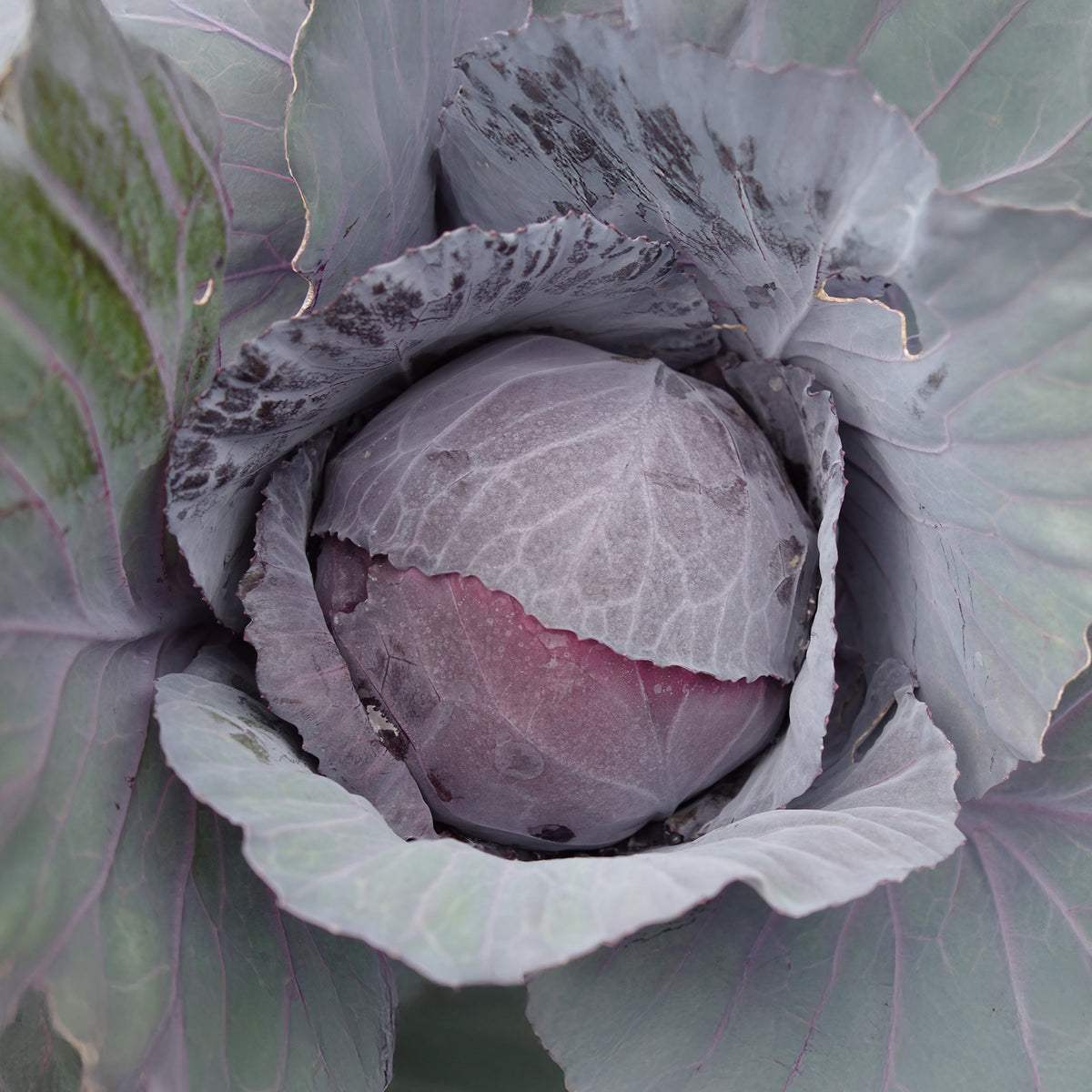 Chou rouge Fuego F1 - Brassica oleracea capitata Fuego F1 - Willemse