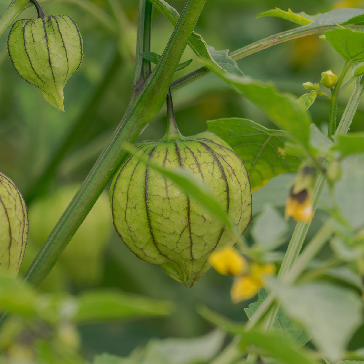 Tomatillo du Mexique - Physalis ixocarpa - Willemse
