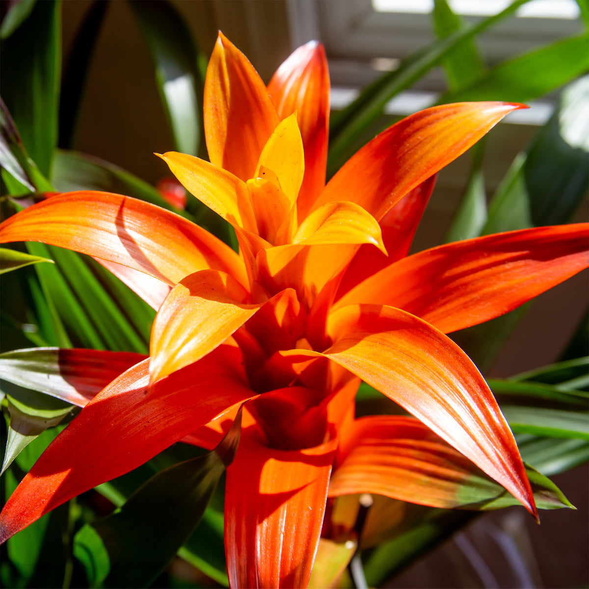Bromelia orange - Bromeliaceae - Willemse
