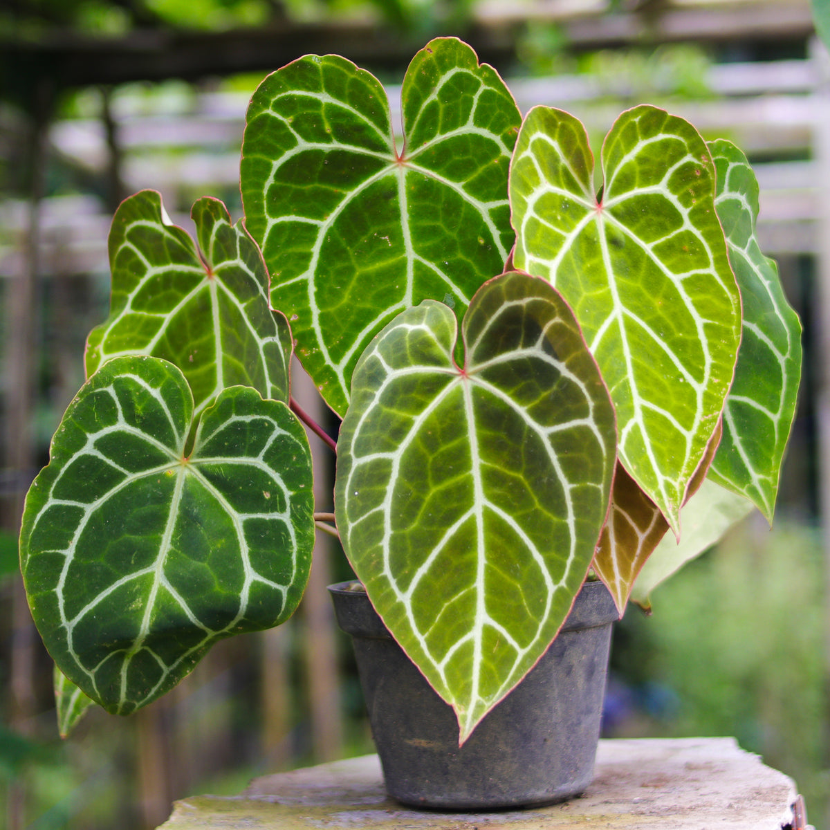 Anthurium Crystallinum