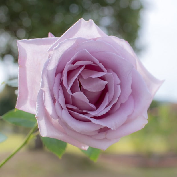 Rosier buisson Lune Bleue - Rosa lune bleue (blue moon) - Willemse