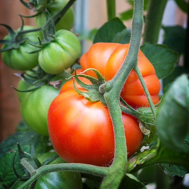 Tomate Beefsteak - Solanum lycopersicum beefsteak - Willemse