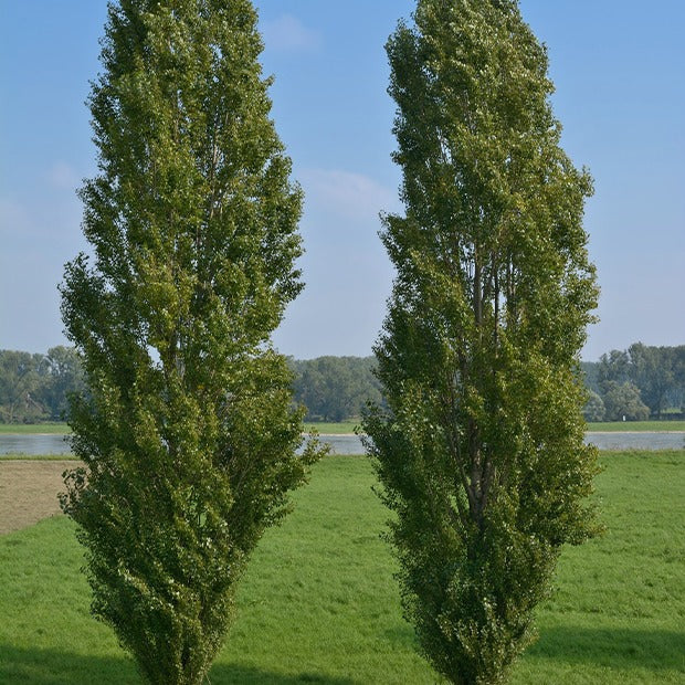 10 Peupliers noirs d'Italie - Populus nigra italica - Willemse