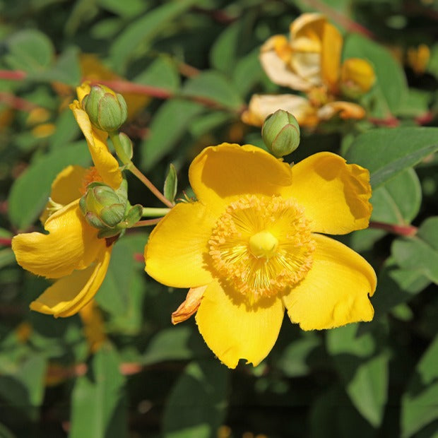 Millepertuis arbustif - Hypericum hidcote - Willemse