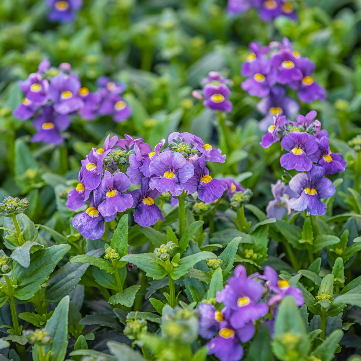 Némésie bleue - Nemesia blue - Willemse