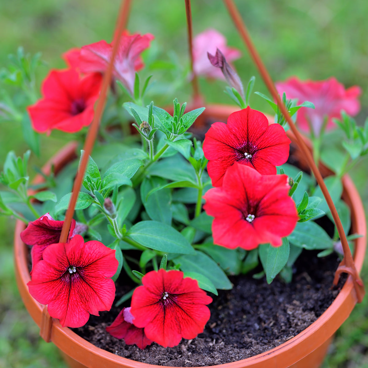 Surfinia rouge - Surfinia red - Willemse