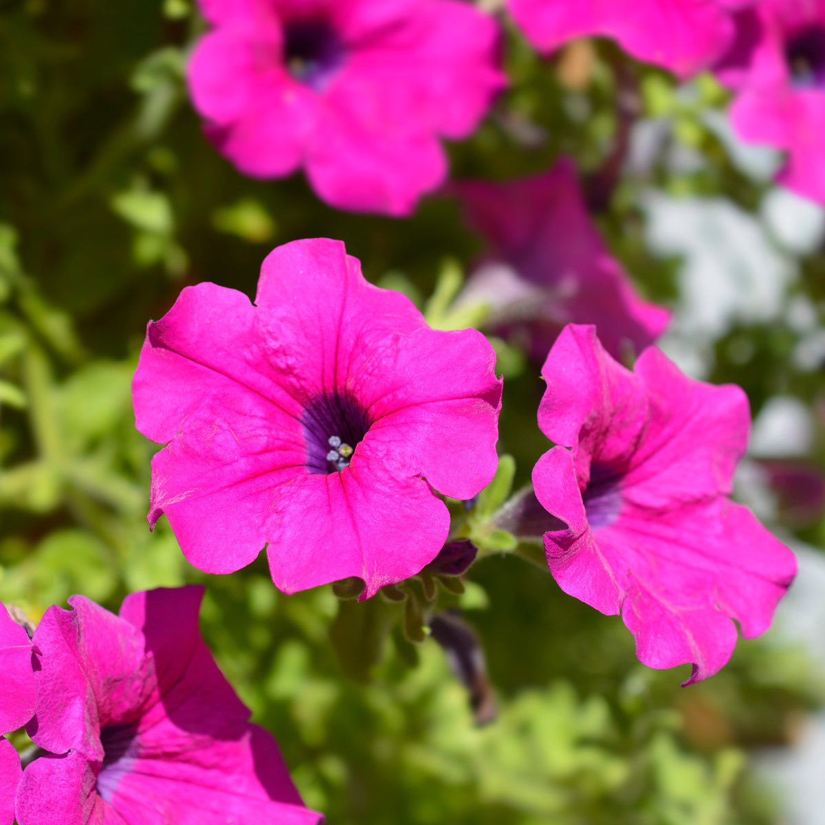Surfinia rose - Surfinia pink - Willemse