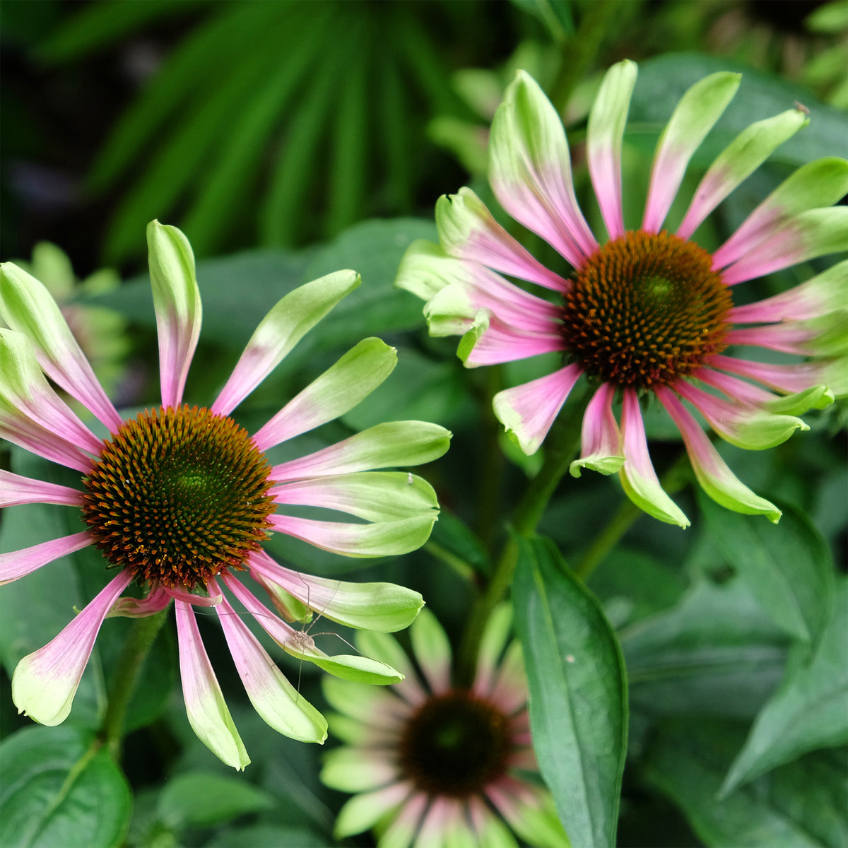 Échinacée pourpre Green Twister - Echinacea purpurea Green Twister - Willemse