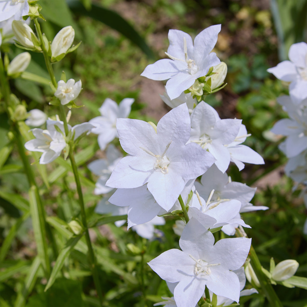 Campanule des Carpates Alba - Campanula carpatica alba - Willemse