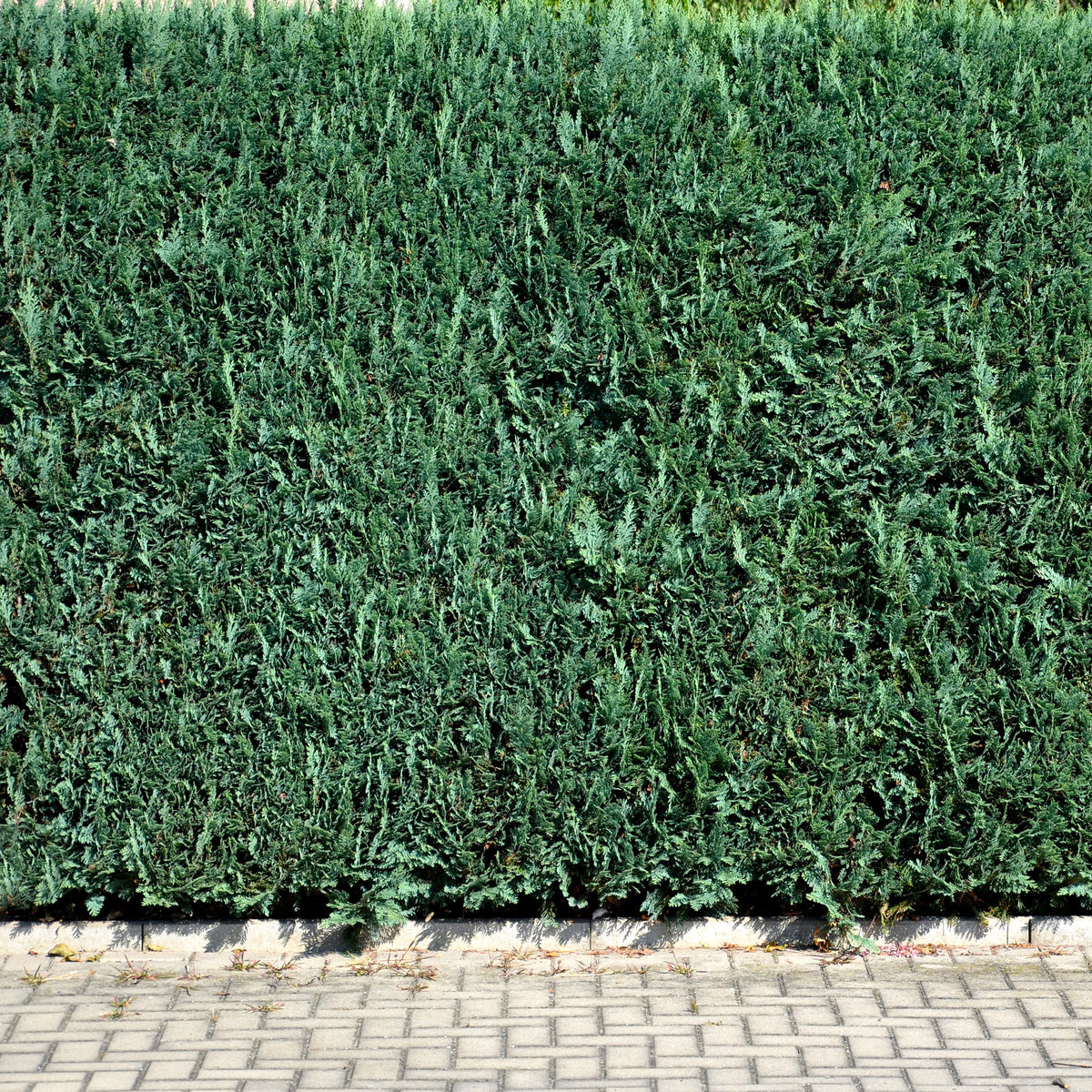 Faux Cyprès de Lawson - Chamaecyparis lawsoniana Columnaris - Willemse