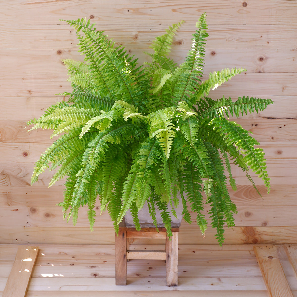 Fougère de Boston - Nephrolepis exaltata 'Green Lady' - Willemse