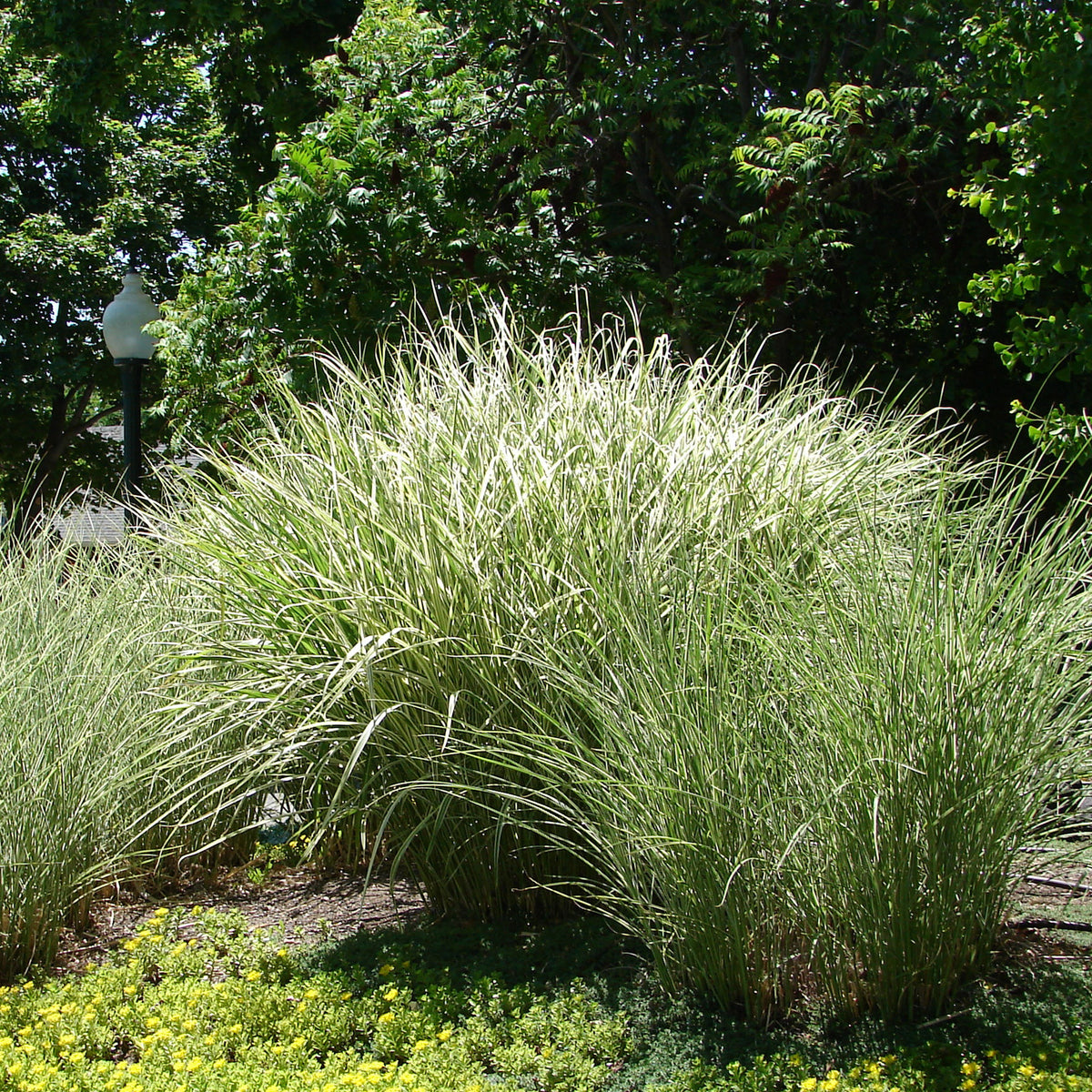Eulalie Morning Light - Miscanthus sinensis morning light - Willemse