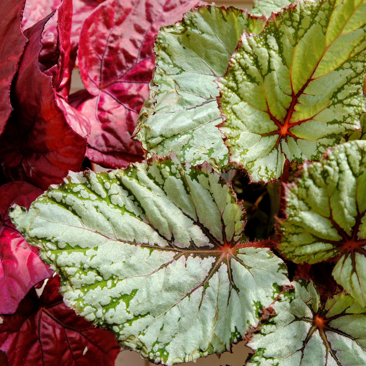 Bégonia Asian Tundra - Begonia beleaf asian tundra - Willemse