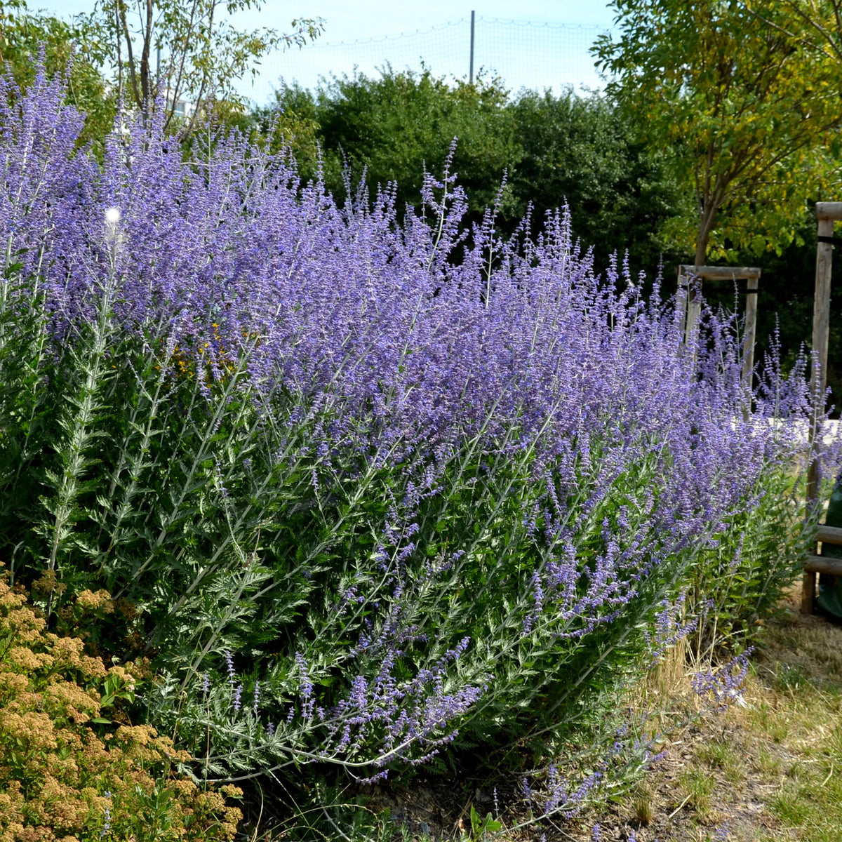 5 Vivaces pour massif ensoleillé - Deschampsia cespitosa, Gaura lindheimeri, Nepeta faassenii, Perovskia atriplicifolia, Echinacea pallida - Willemse