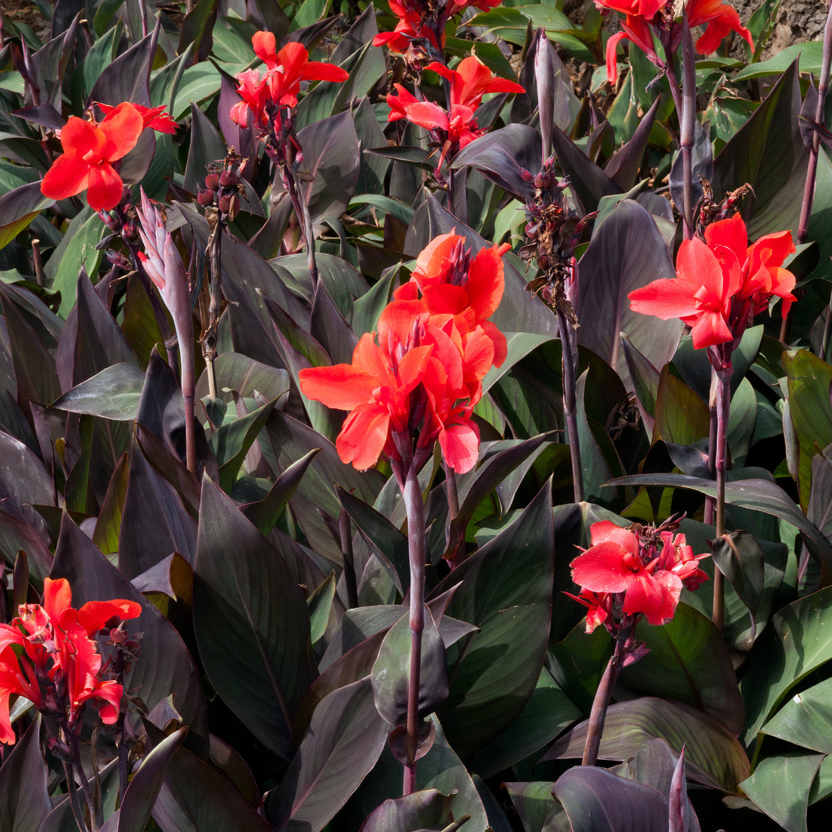 2 Canna Red Futurity - Canna 'red futurity' - Willemse