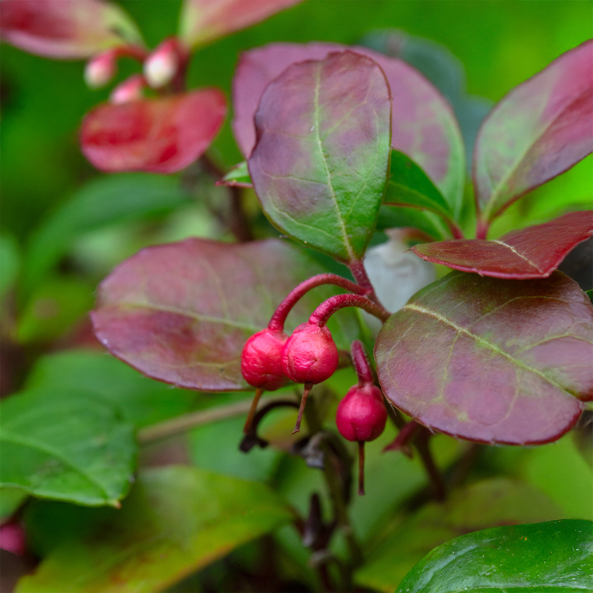 Gaultheria procumbens Big Berry - Gaultheria procumbens Big Berry - Willemse