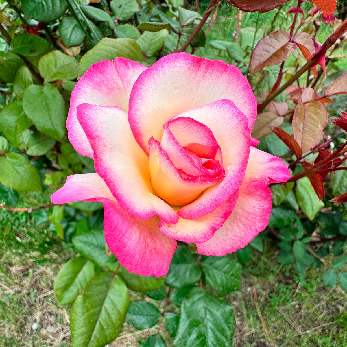 Rosier grimpant Händel - Rosa Haendel - Willemse