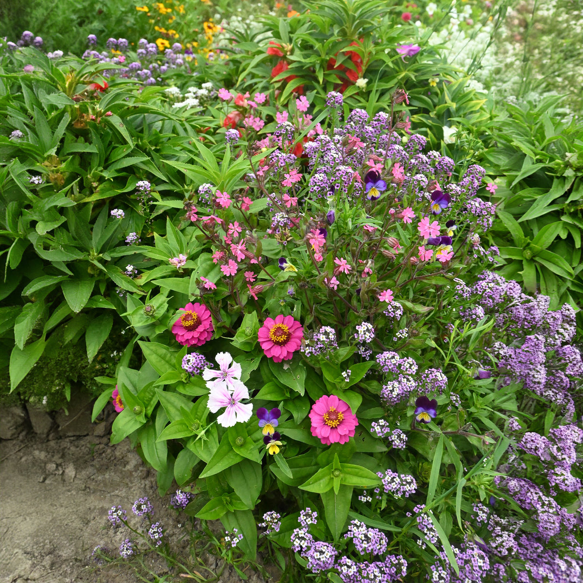 Tapis de fleurs spécial jardinières - - Willemse