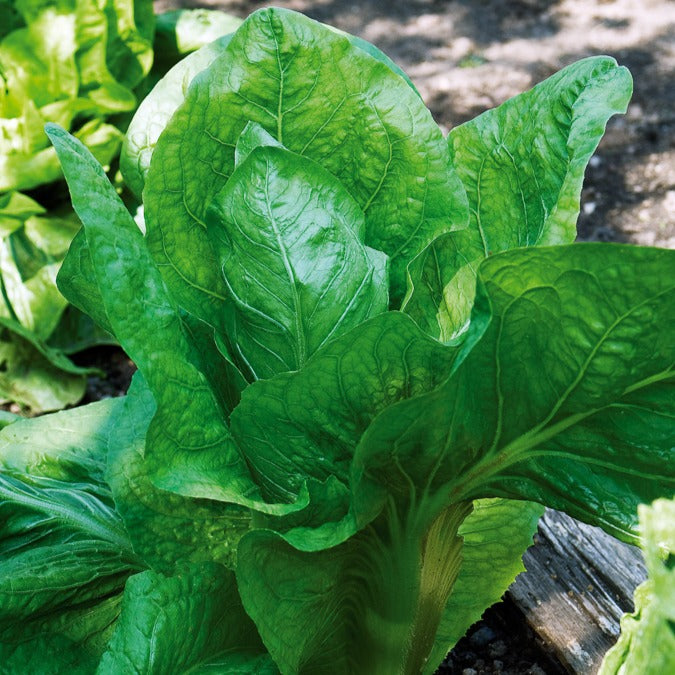 Chicorée sauvage Améliorée pain de sucre - Cichorium intybus améliorée pain de sucre - Willemse