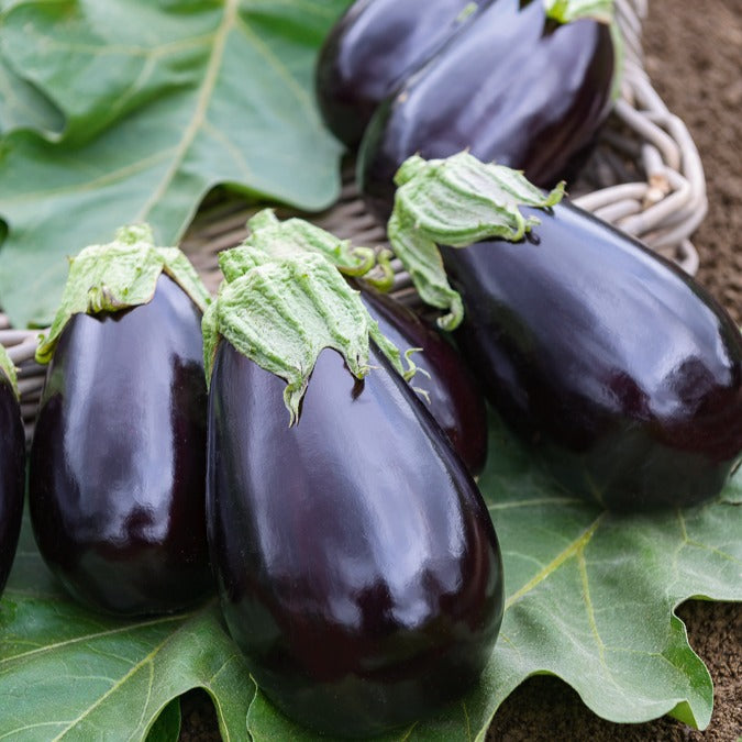 Aubergine Bonica F1 - Solanum melongena bonica f1 - Willemse