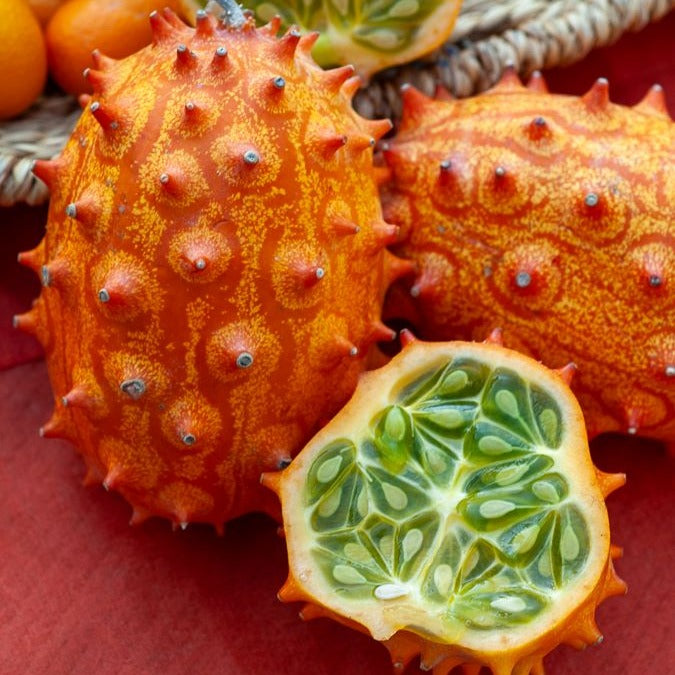 Concombre du Kenya - Metulon - Cucumis metuliferus - Willemse