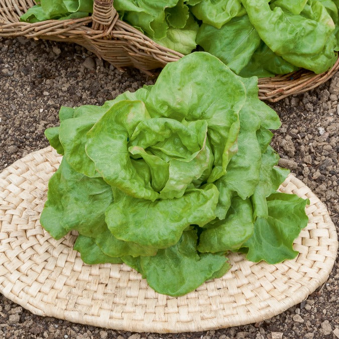 Laitue pommée Du Bon Jardinier - Lactuca sativa du bon jardinier - Willemse