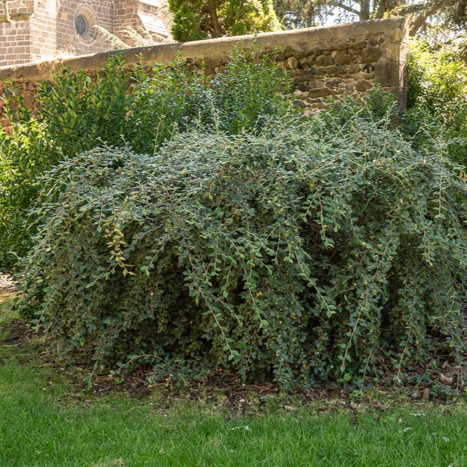 Cotoneaster franchetii - Cotoneaster franchetii - Willemse