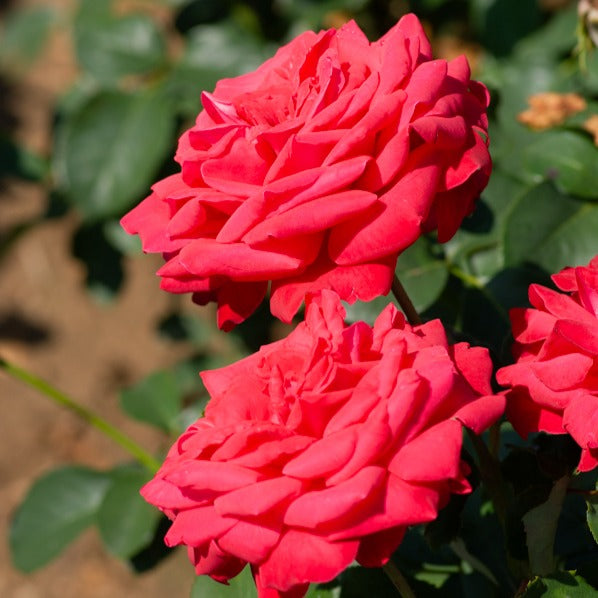 Rosier sur tige Dame de Coeur - Rosa dame de coeur - Willemse