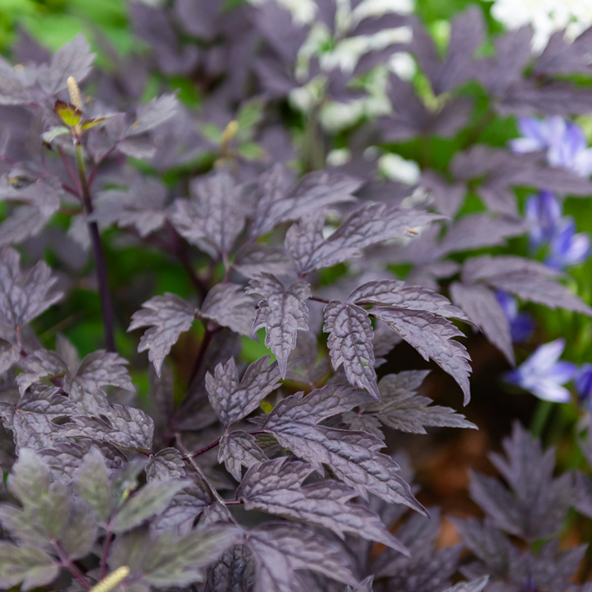 Cierge d'argent Brunette - Actaea simplex Brunette - Willemse