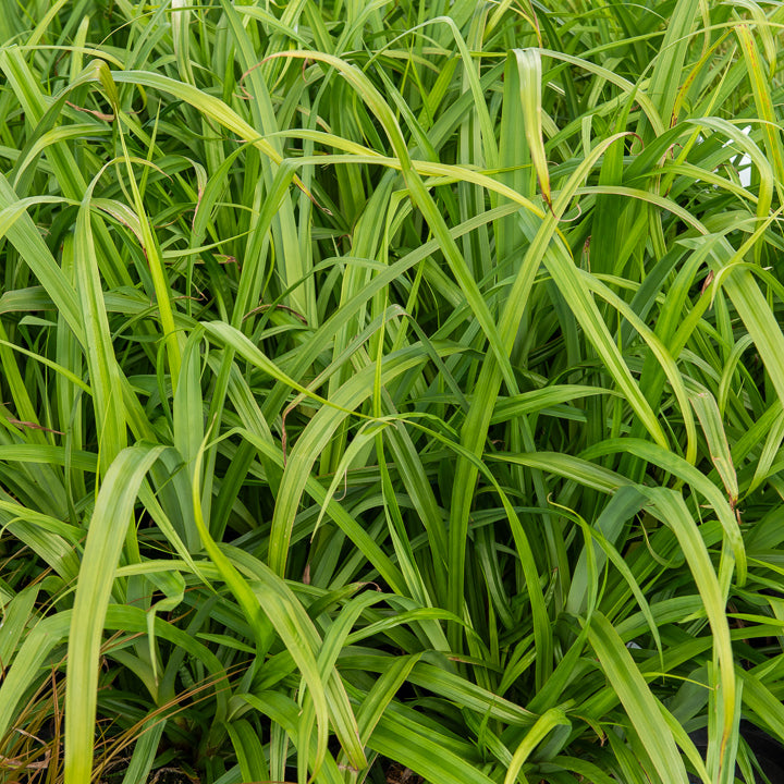 Laîche pendante - Carex - Carex pendula - Willemse