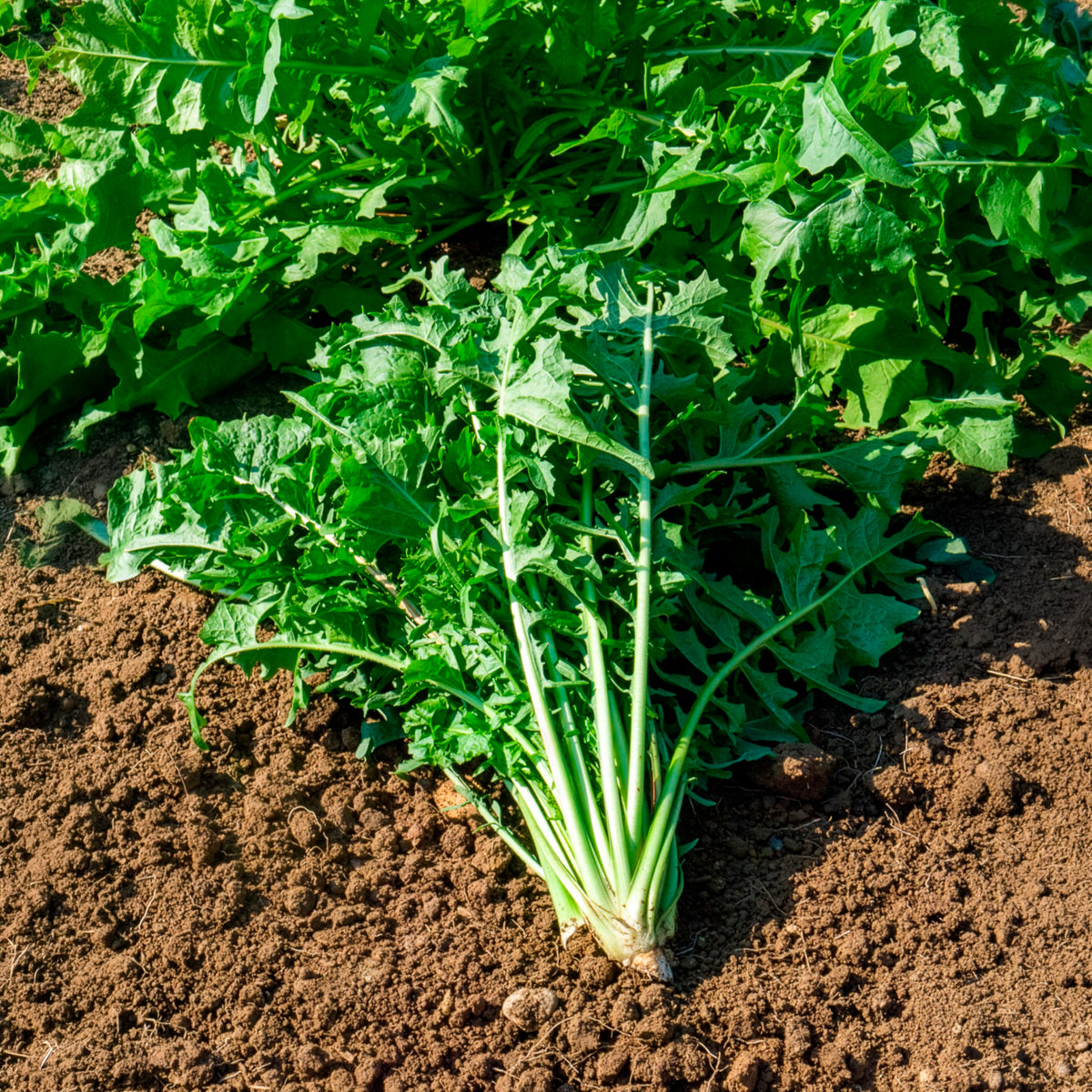 Chicorée sauvage Barbe de Capucin - Cichorium intybus barbe de capucin - Willemse