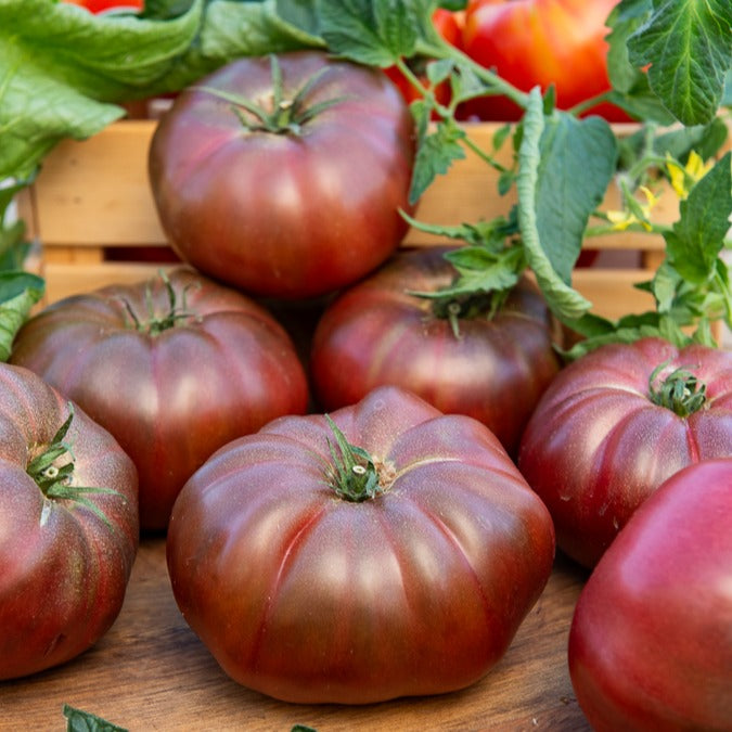 Tomate Noire de Crimée - Solanum lycopersicum Noire de Crimée - Willemse