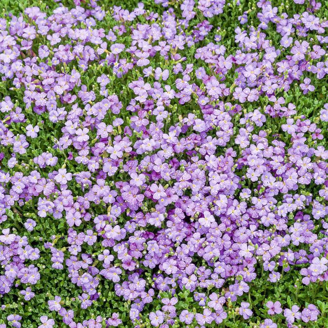 Aubriète Cascade Blue - Aubrieta Cascade Blue - Willemse
