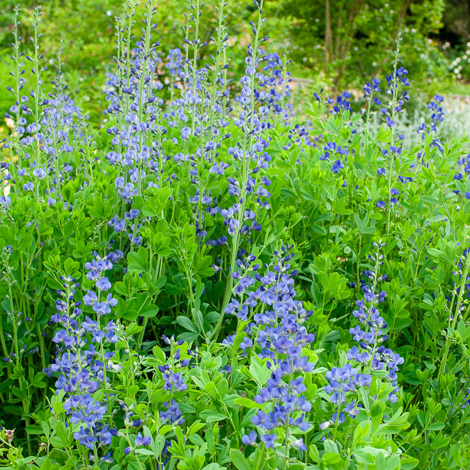 Podalyre - Baptisia australis - Willemse
